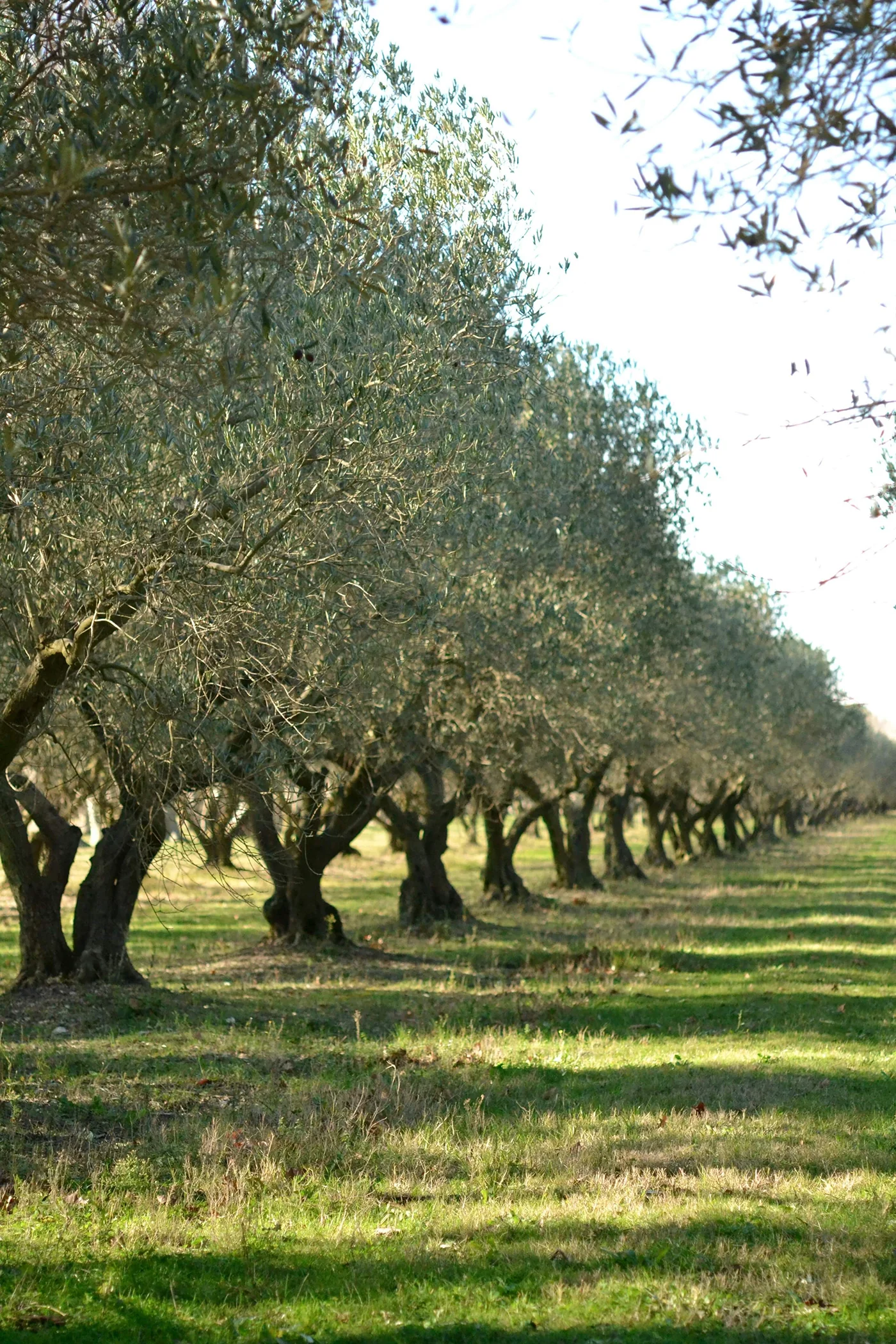 Estoublon Organic AOP Vallée des Baux-de-Provence w/ Gift Box - Image 7